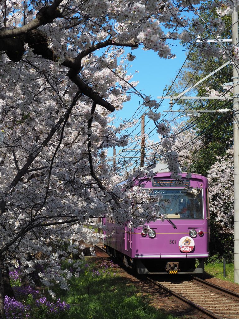 嵐電 桜のトンネル