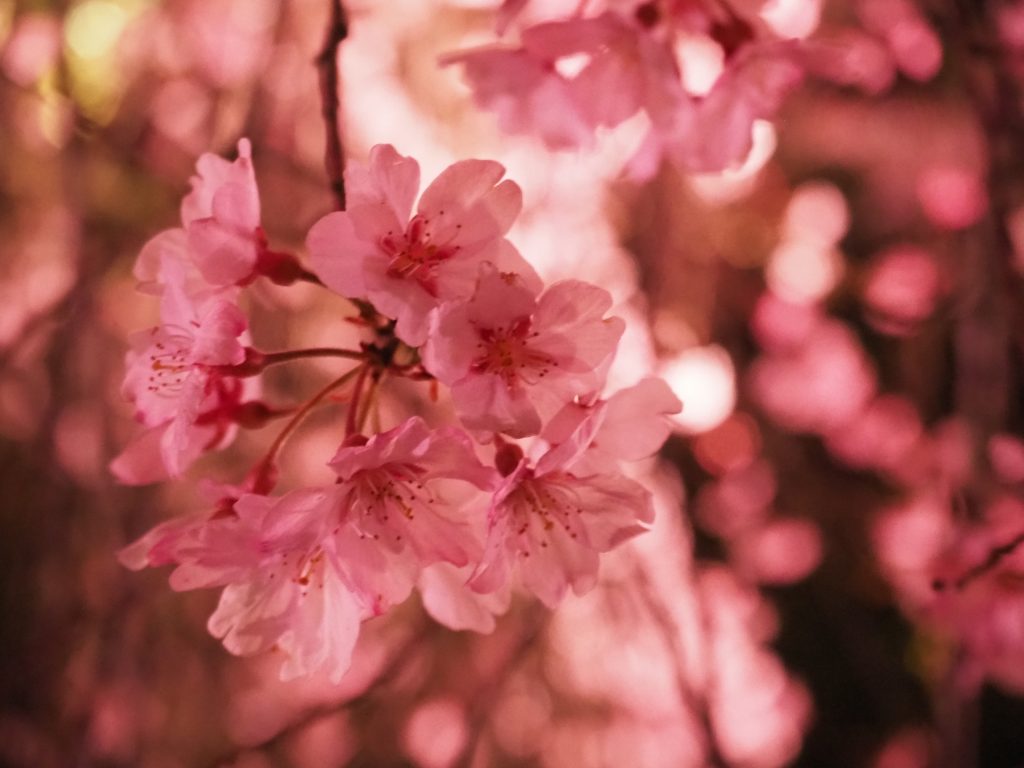 桜