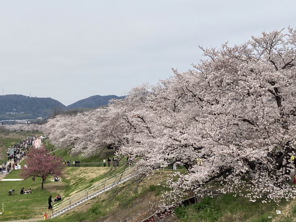 淀川河川公園背割堤地区