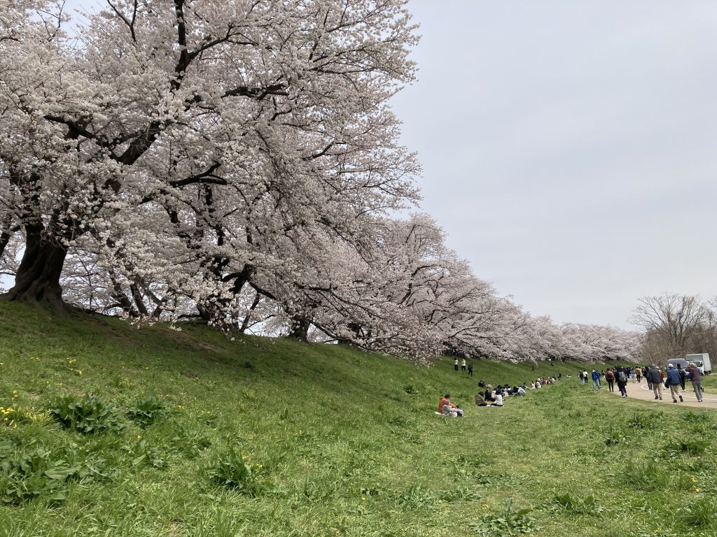 淀川河川公園背割堤地区