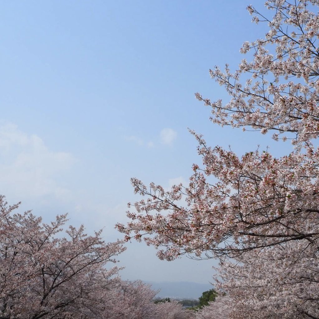 桜